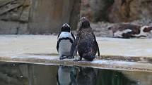 Zoo Ústí nad Labem - tučňák brýlový