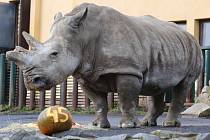Samice nosorožce tuponosého Zamba.