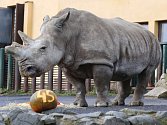Samice nosorožce tuponosého Zamba.