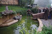 Stěhování aligátorů v ústecké zoologické zahradě