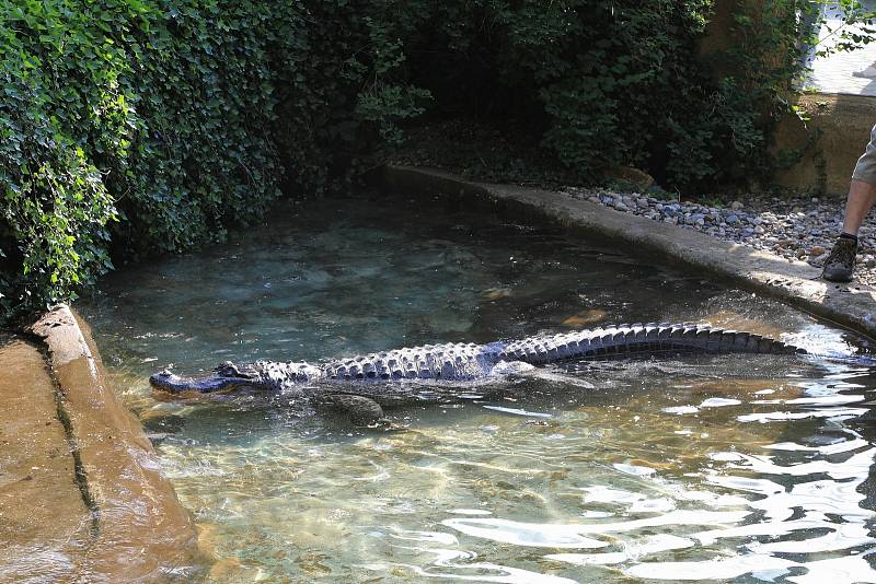 Stěhování aligátorů v ústecké zoo.