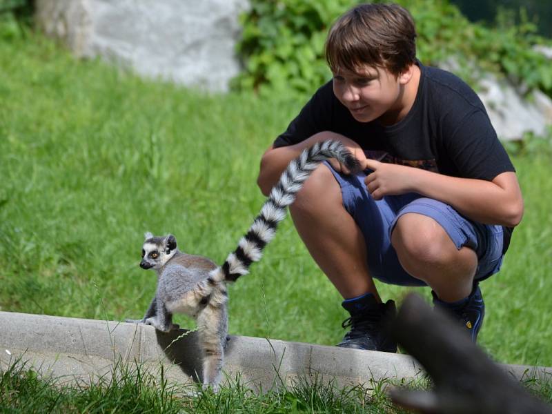 Lemuři kata v ústecké zoo.