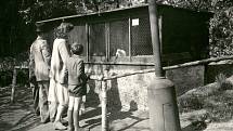 Ústecká zoo v padesátých letech 20. století.