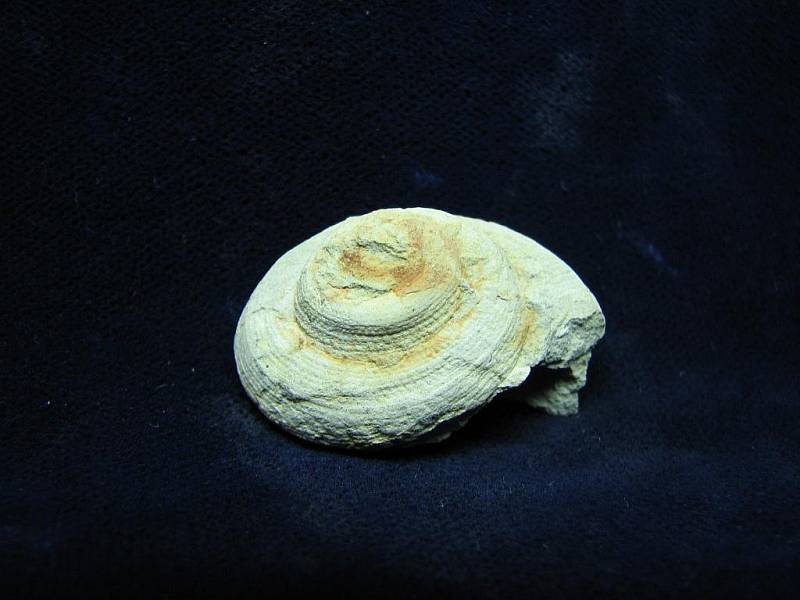 Zkameněliny mořských živočichů z druhohor, které vydala Radovesická výsypka.