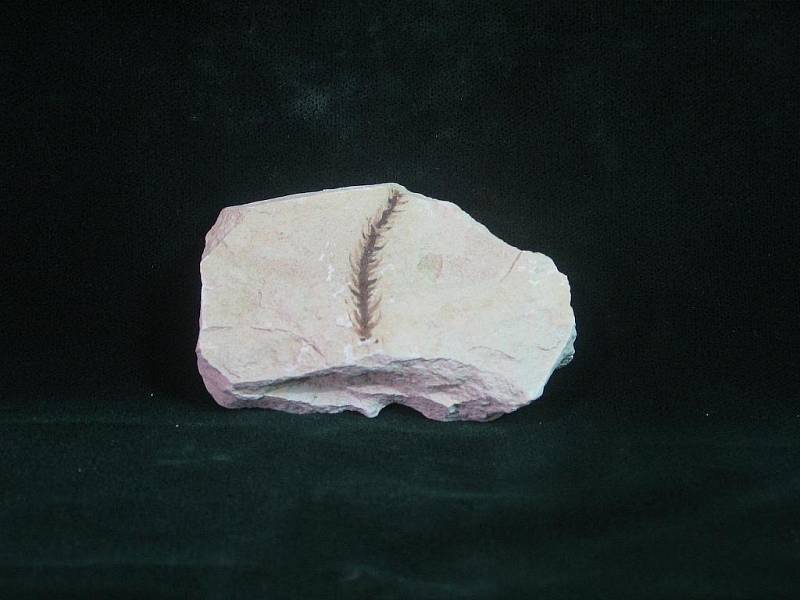 Zkameněliny mořských živočichů z druhohor, které vydala Radovesická výsypka.