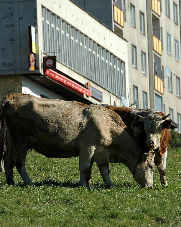 Mezi neštěmickými sídlišti Skalka a Na Výšině se pasou desítky krav, koní a koz.