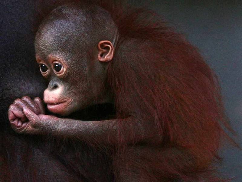 Orangutanní mládě Budi z ústecké zoologické zahrady oslaví v neděli 20. ledna první narozeniny