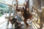 Ústečtí orangutani mají opravenou expozici.