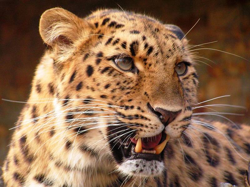 Zoo Ústí nad Labem - ilustrační foto. Levhart mandžuský