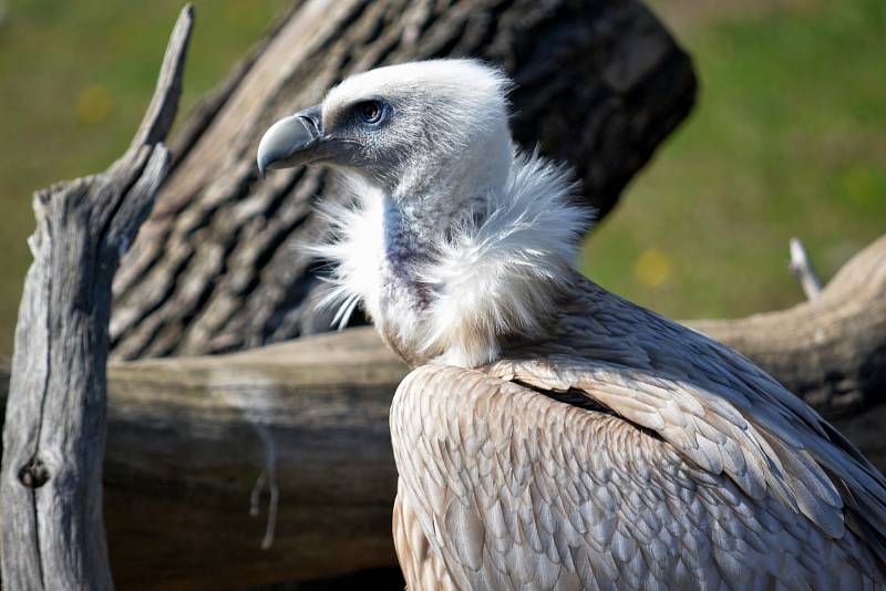 Sup himalájský v ústecké zoologické zahradě