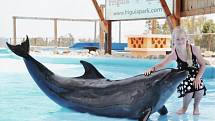 Vnučka Elen manželů Haladových ze Žatce si užila letos v červnu s dědou a babičkou dovolenou v Tunisku. Na snímku je s delfínem ve známé Zoo Friguia Park. Ta leží mezi městy Hammamet a Sousse. Zaujímá rozlohu 36 ha a chová 62 druhů zvířat.