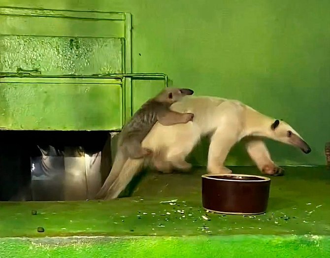 Mládě mravenečníka se po zoo vozí na ocasu matky