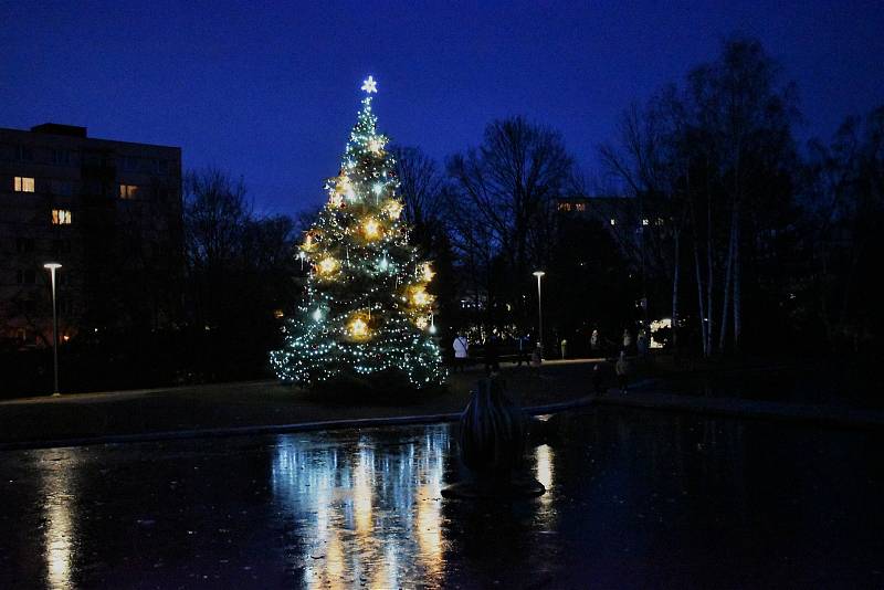 Vánoční stromy vyrostly na mnoha místech Ústecka. Tento je v parku u laguny na Severní Terase.