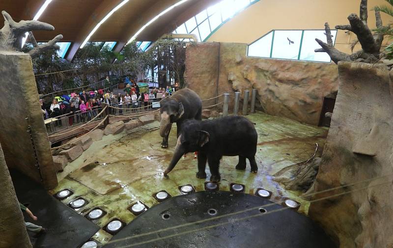 Třicet let od svého příchodu do ústecké zoo oslavila slonice Kala. 