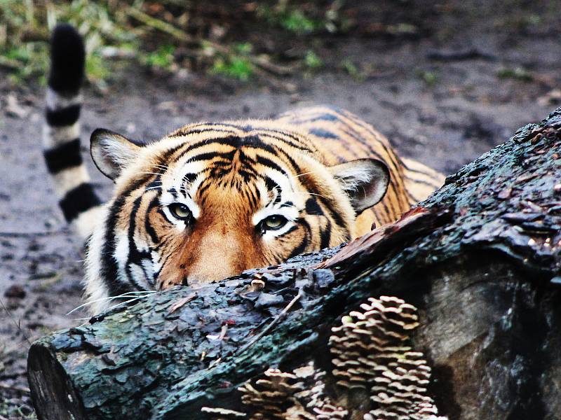 Také ZOO v Ústí nad Labem musí být kvůli opatřením proti šíření koronaviru uzavřena. Deník se tam vydal na návštěvu.