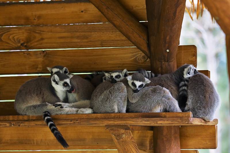 Ústecká zoologická zahrada uspořádala v sobotu 4. června dětský den.