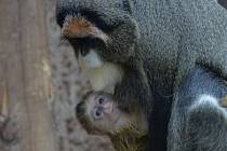 Mládě afrického primáta kočkodana Brazzova se narodilo v ústecké zoo.