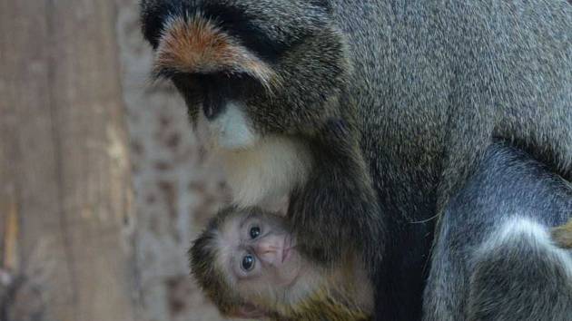 Mládě afrického primáta kočkodana Brazzova se narodilo v ústecké zoo.