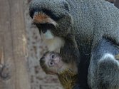 Mládě afrického primáta kočkodana Brazzova se narodilo v ústecké zoo.