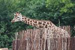 Zoo Ústí nad Labem  - žirafa severní núbijská