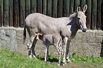 V ústecké zoo přišel na svět hřebeček kriticky ohroženého osla somálského