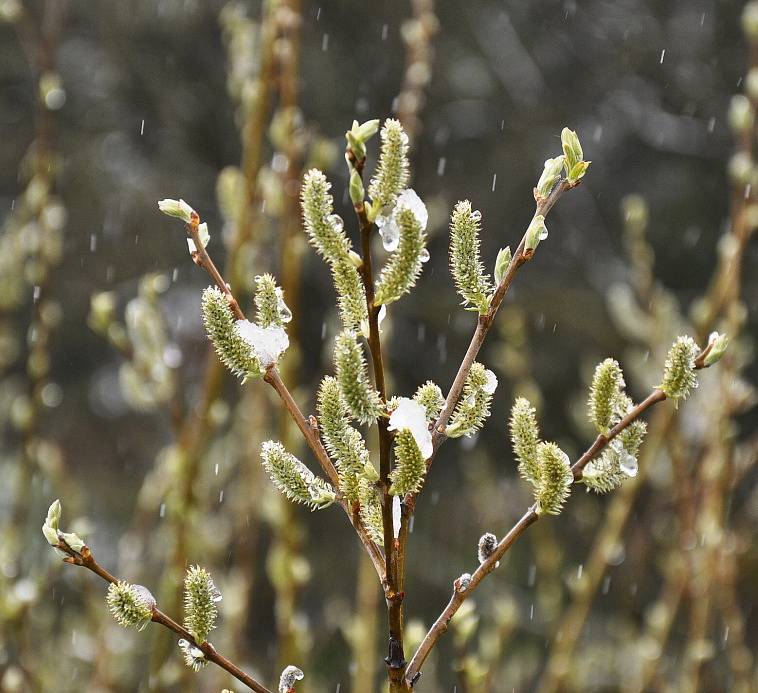 Fojtovice a Cínovec zasypal téměř květnový sníh.