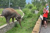 Kala a Delhi předvedly návštěvníkům zoologické zahrady skvělou show, bavili se malí i velcí.
