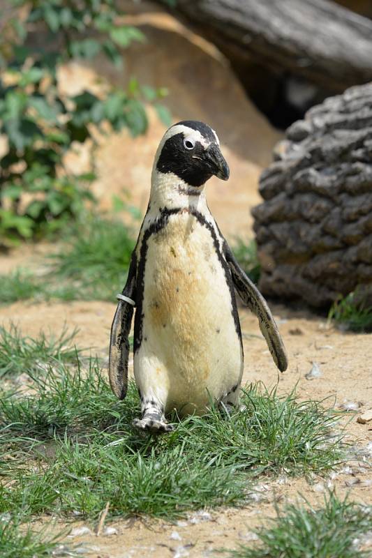 Tučňáci v ústecké zoo.
