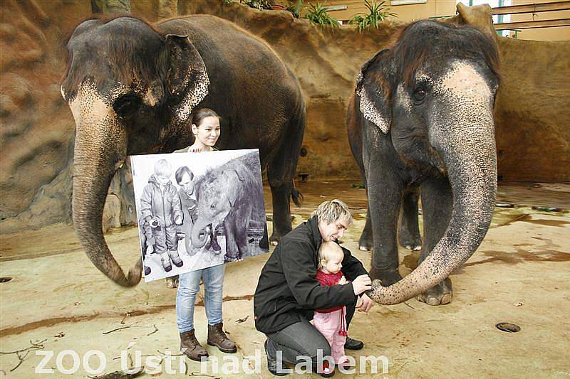 Slony Ústí chová už 25 let. Včera slavila slonice Kala a Delhi obřím dortem.