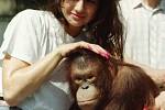 Ústecký orangutan a poslední Miss Československa Pavlína Babůrková v roce 1992.