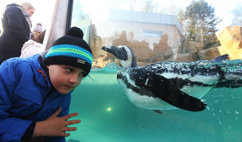 V zoologické zahradě v Ústí nad Labem otevřeli v neděli slavnostně nový pavilon pro tučňáky.