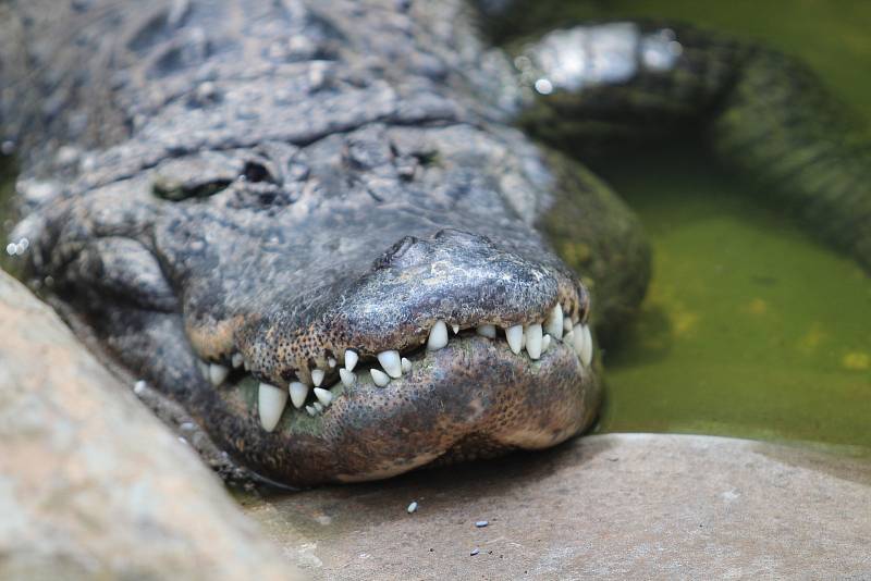 Zoo Ústí nad Labem - aligátor americký