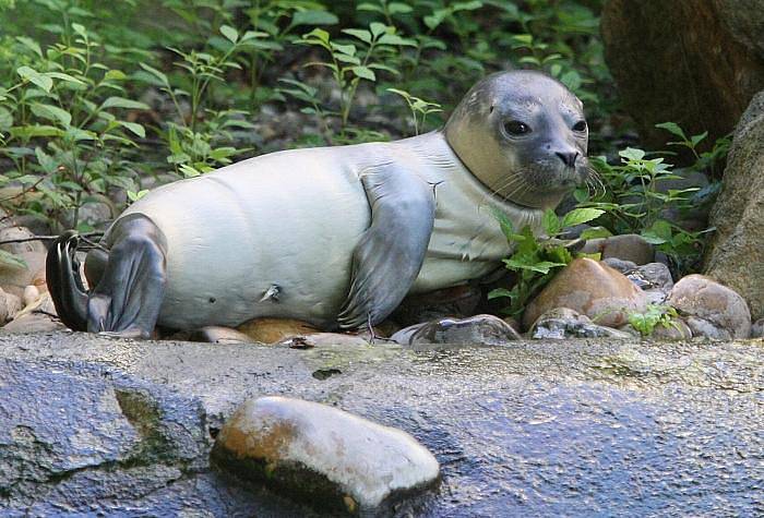 Ústecká zoo má unikát, mládě tuleně.