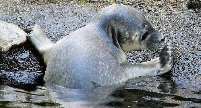 Ústecká zoo má unikát, mládě tuleně.