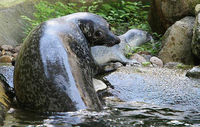 Ústecká zoo má unikát, mládě tuleně.