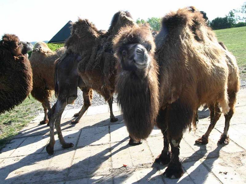 Velbloudi v zoologické zahradě