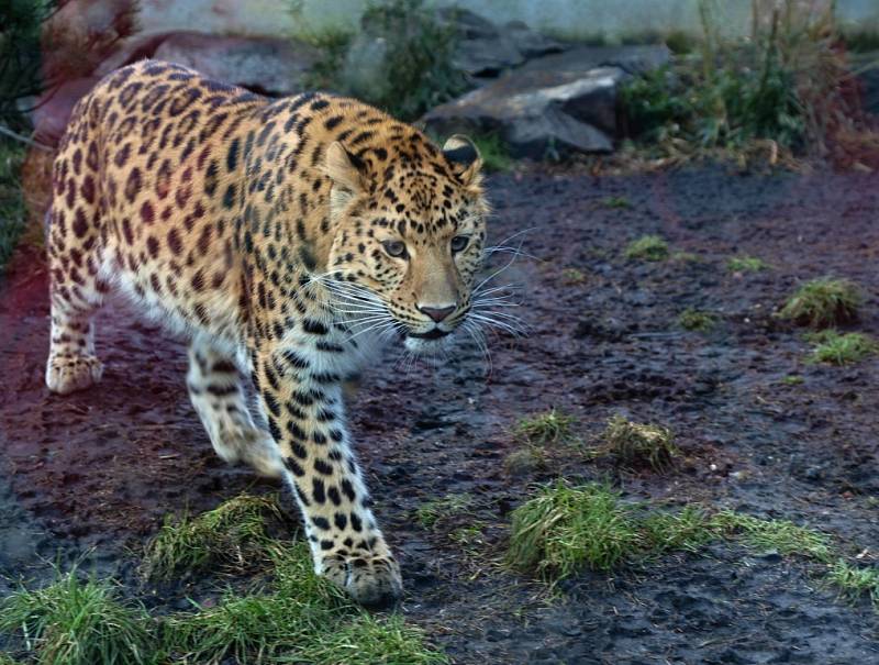 Odměnou školákům s jedničkami na vysvědčení byl o víkendu v ústecké zoo volný vstup, připravený test a sloní show. 