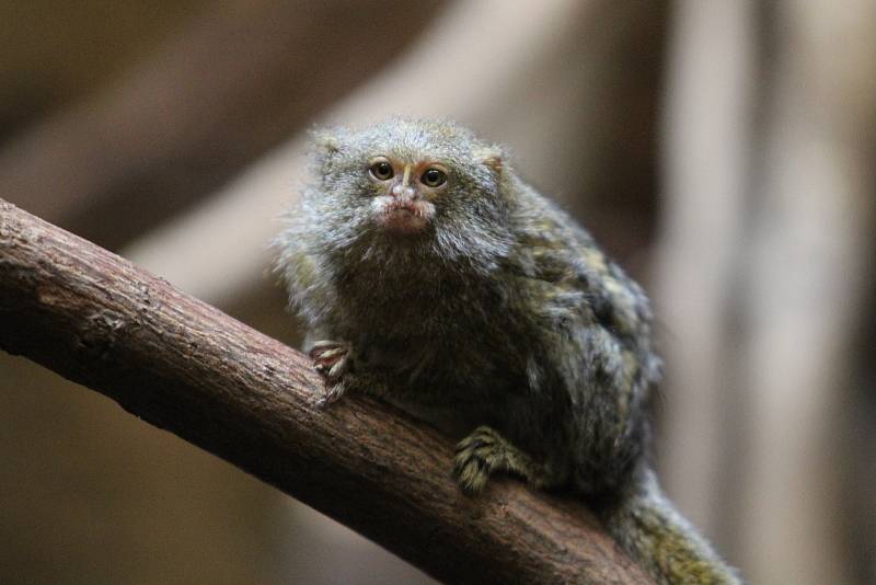 Zoo Ústí nad Labem  - kosman zakrslý