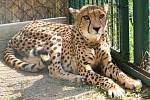 Krásnobřezenská zoologická zahrada má nového obyvatele. Je jím pětiletá gepardí samice jménem Suna.