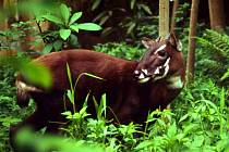 Saola patří ke kriticky ohroženým druhům. Žije v pohoří Annamite ve Vietnamu a Laosu.