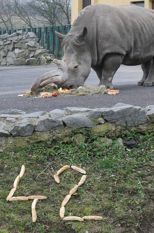 Samice nosorožce tuponosého Zamba slavila v ústecké zoo dvojí narozeniny. Na světě je už 42 let a v Ústí už 32!