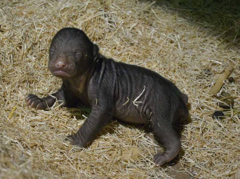 Mládě medvěda malajského se narodilo v ústecké zoo. Takto vypadá po dvou týdnech života.