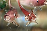Jedněmi z nejcennějších kousků ve sbírce Milana Tálského jsou tyto skleněné rybky. Vyrobeny jsou způsobem, který prý už dnes zřejmě nikdo nezná.