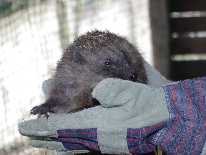 Ježky, kteří našli zimní azyl v ústecké zoo, vypustili v zahradě do volné přírody.