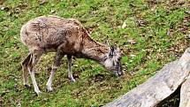 První den po znovuotevření zoologických zahrad nepřálo počasí, přesto si fanoušci do zahrady v Chomutově cestu našli.