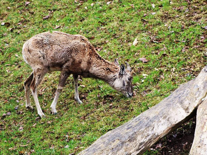 První den po znovuotevření zoologických zahrad nepřálo počasí, přesto si fanoušci do zahrady v Chomutově cestu našli.