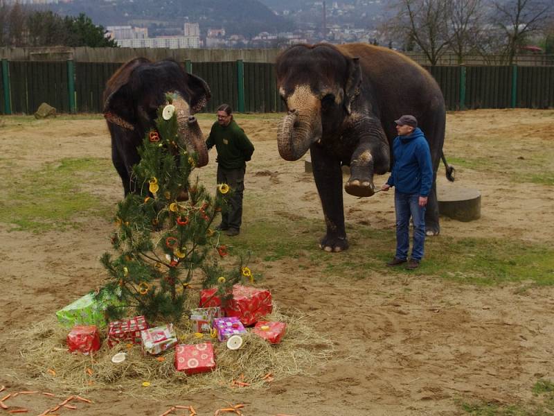 Vánoce v ZOO Ústí nad Labem