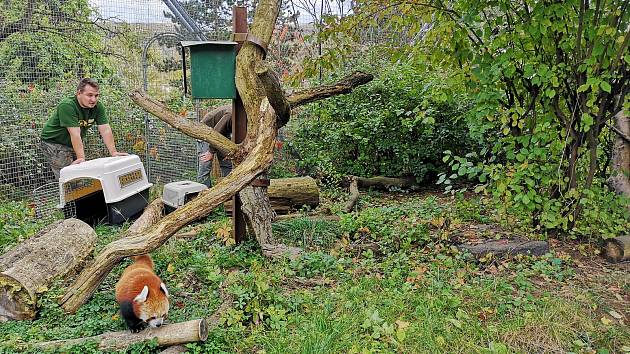 Vítr páchal škody také v ústecké zoo. Pomoci s odchytem pand červených museli přijet se svou výškovou technikou i hasiči.