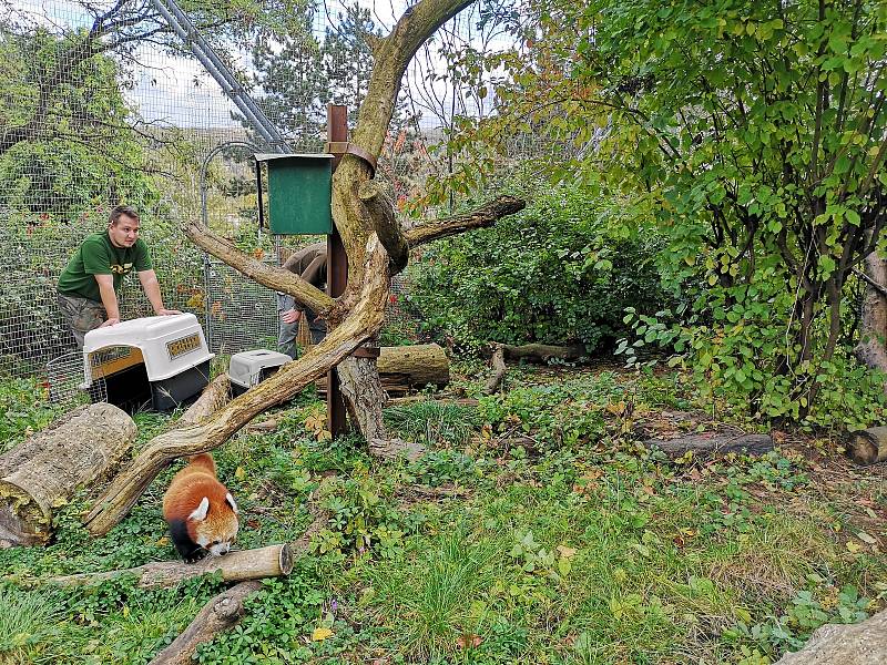 Vítr páchal škody také v ústecké zoo. Pomoci s odchytem pand červených museli přijet se svou výškovou technikou i hasiči.