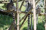 Ústecká zoologická zahrada otevřela průchozí výběh lemurů kata.